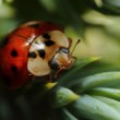 Harmonia axyridis