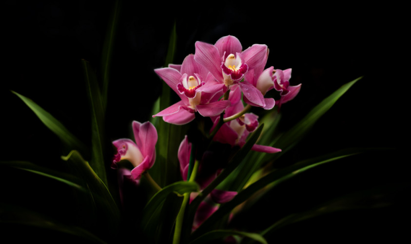 Orchidea