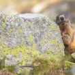 Svišť vrchovský, The alpine marmot (Marmota marmota)