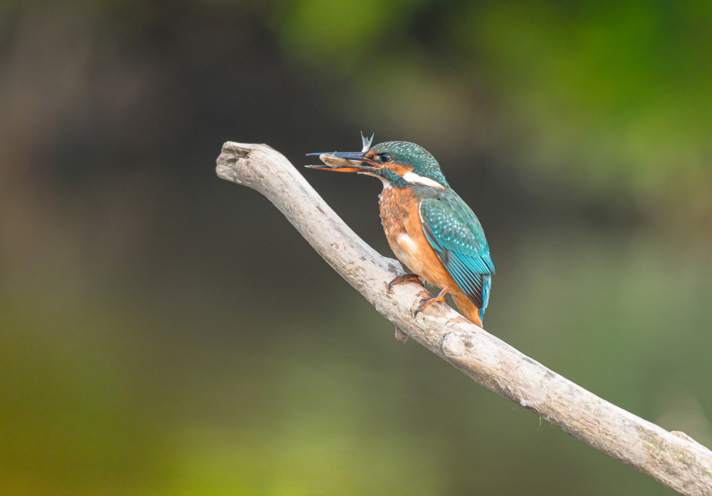 Rybárik riečny ( Alcedo atthis)