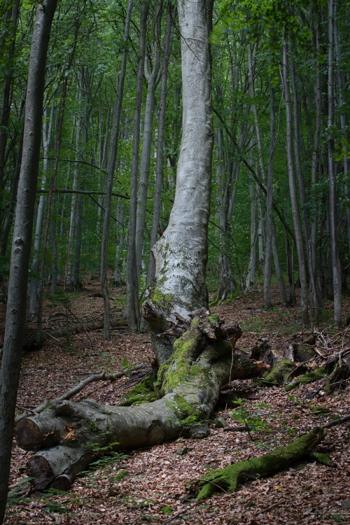 Spadnutý strom