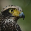 HADIAR ČEPCOVÝ, S. C. SPILOGASTER, NP WILPATTU, SRÍ LANKA