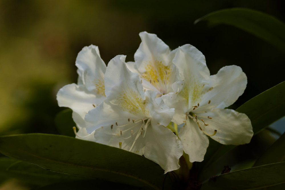 Rododendron