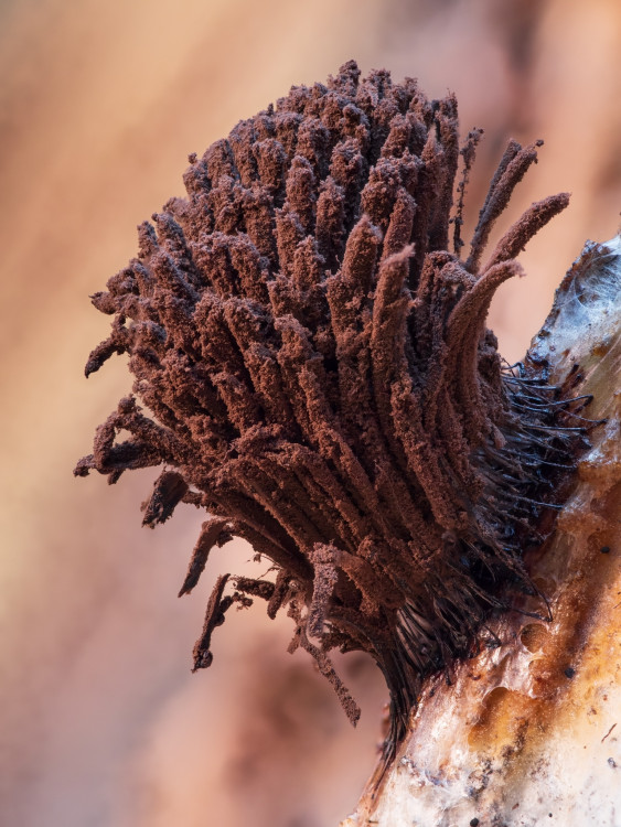 Stemonitis splendens