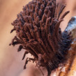 Stemonitis splendens