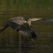 Volavka popelavá (Ardea cinerea)