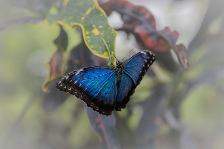 Blue morpho