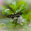 Zebra Longwing Heliconius charithonia