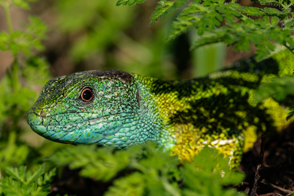 Lacerta viridis