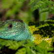 Lacerta viridis