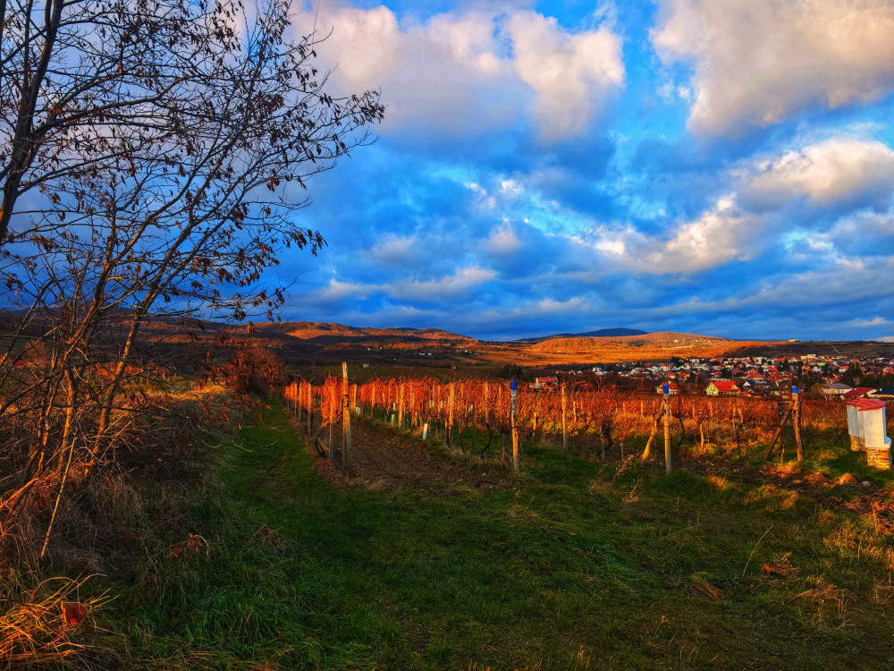 Vinohrady nad Modrou