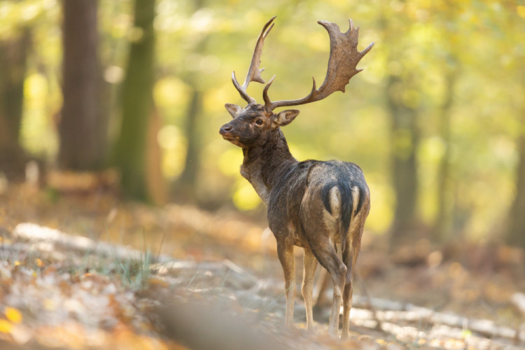 daniel škvrnitý, Fallow deer (Dama dama)