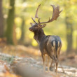 daniel škvrnitý, Fallow deer (Dama dama)