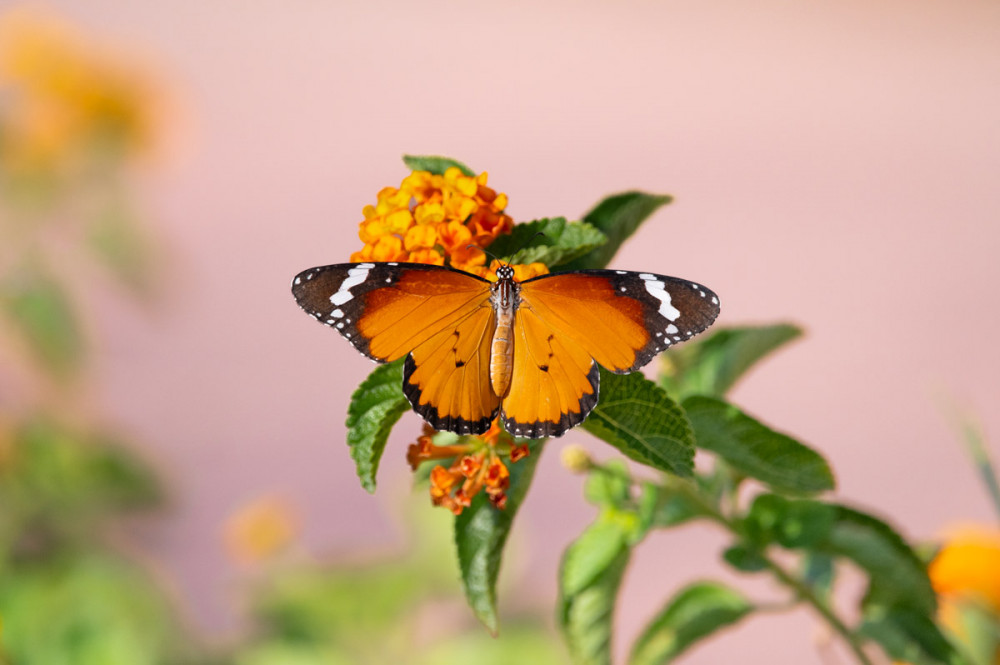 Danaus chrysippus