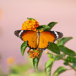 Danaus chrysippus