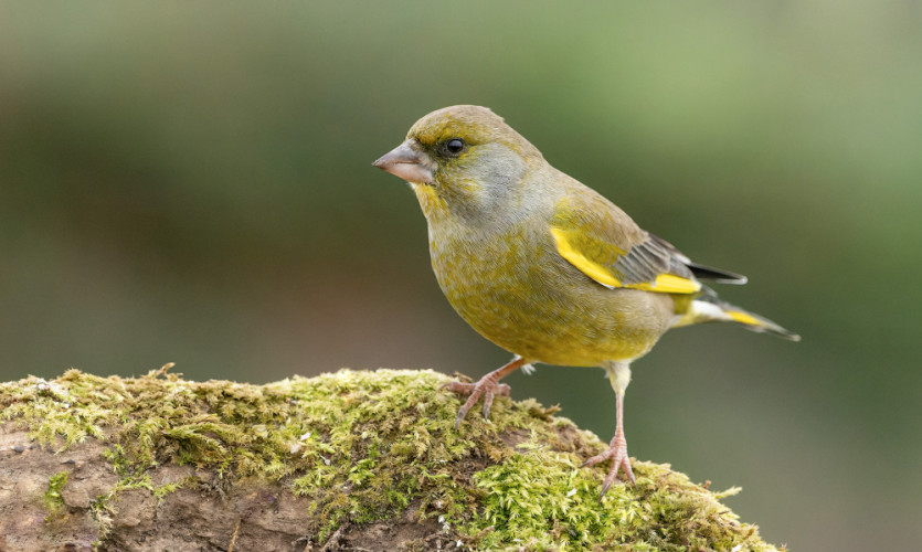 Zelienka obyčajná (Chloris chloris)