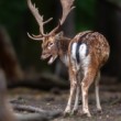 Daniel škvrnitý, The fallow deer (Dama dama)