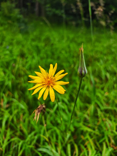 Arnica