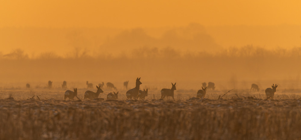 Roe deer