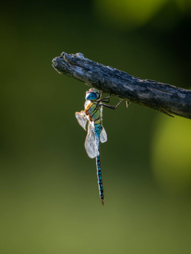 Aeshna affinis