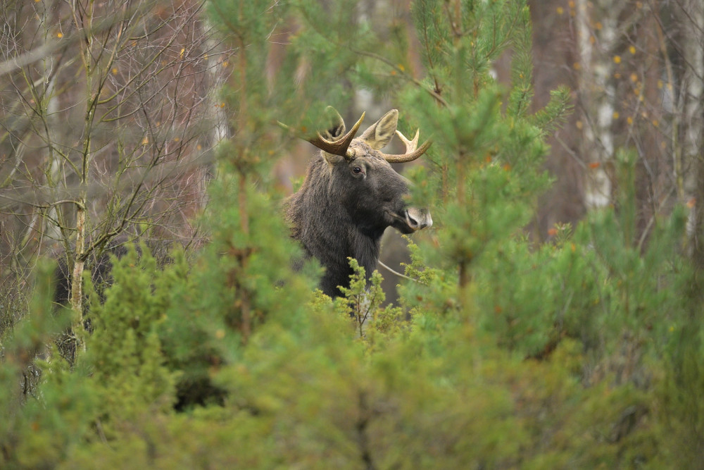 A look into the soul of the forest ....