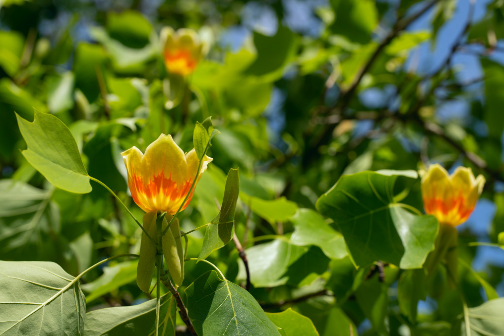 Ľaliovník tulipánokvetý (Liriodendron tulipifera)