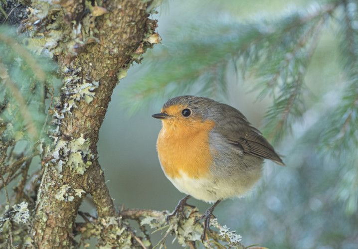 Červienka obyčajná (Erithacus rubecula)