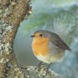 Červienka obyčajná (Erithacus rubecula)