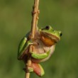 Rosnička zelená (též rosnička stromová; Hyla arborea