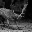 Daniel škvrnitý, The fallow deer (Dama dama)