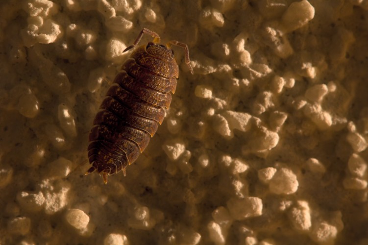 Žižiavka obyčajná (Porcellio scaber)