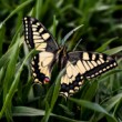 Papilio machaon