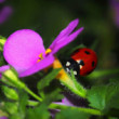 Bacopa