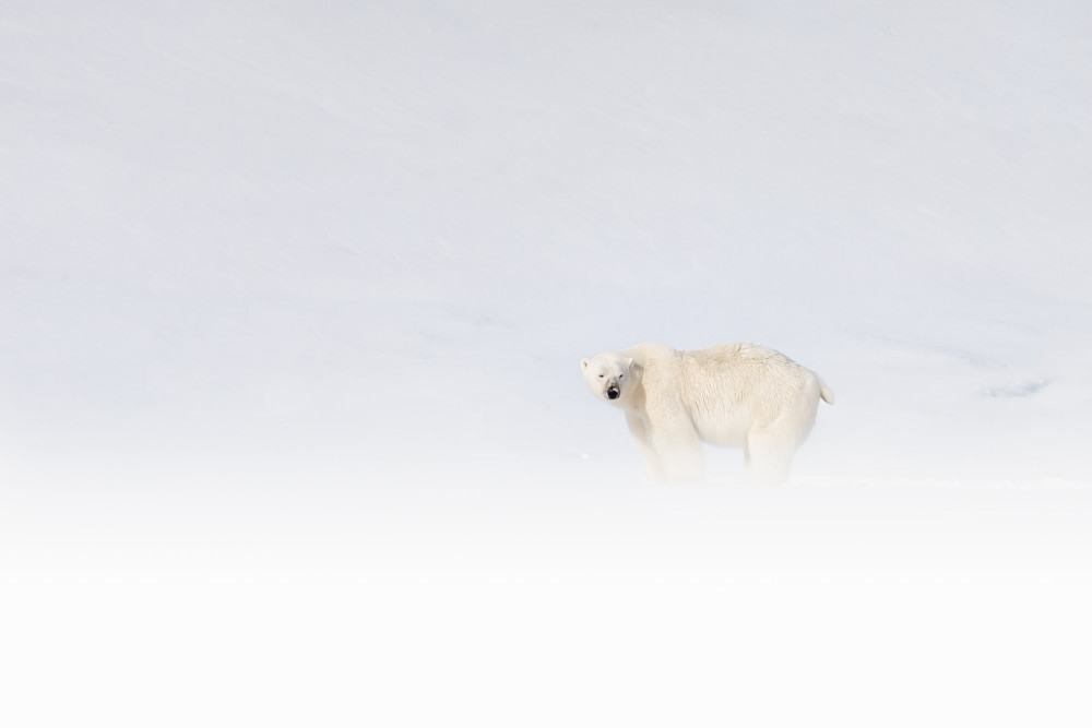 Medveď biely - Svalbard