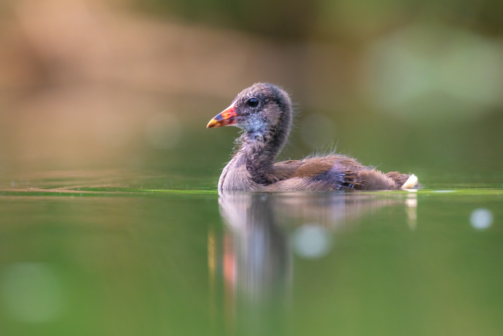 Sliepočka vodná, The common moorhen (Gallinula chloropus)