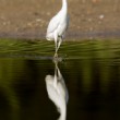 Volavka bílá (Ardea alba)