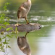 potápka chochlatá, The great crested grebe (Podiceps cristatus)