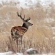 Jelen lesní (Cervus elaphus),