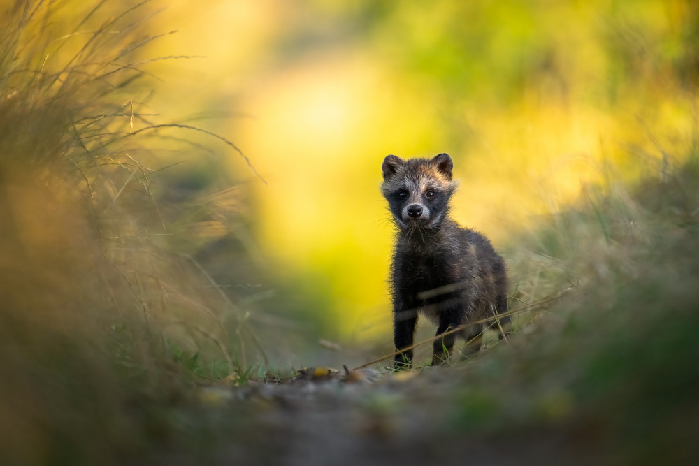 Psík medvedíkovity (Nyctereutes procyonoides)