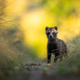 Psík medvedíkovity (Nyctereutes procyonoides)