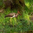 bocian čierny, The black stork (Ciconia nigra)