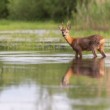 Srnec lesný (Capreolus capreolus)