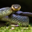 Užovka stromová, The Aesculapian snake