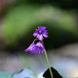 Soldanella carpatica