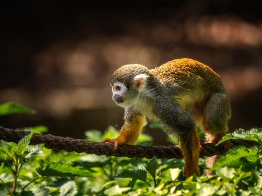 Squirrel monkey