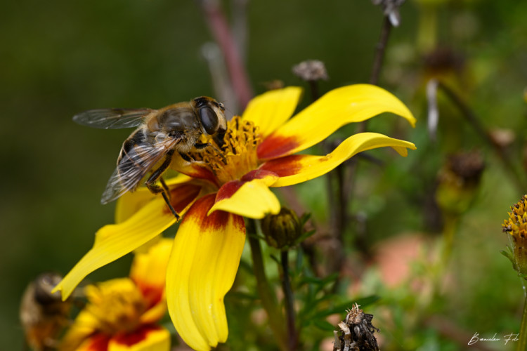 Eristalis tenax