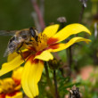 Eristalis tenax