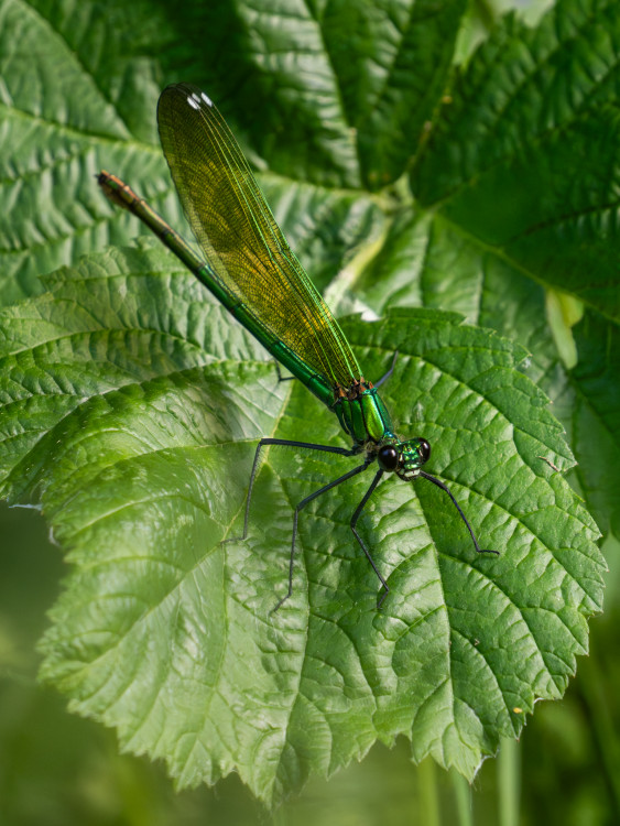 Calopteryx