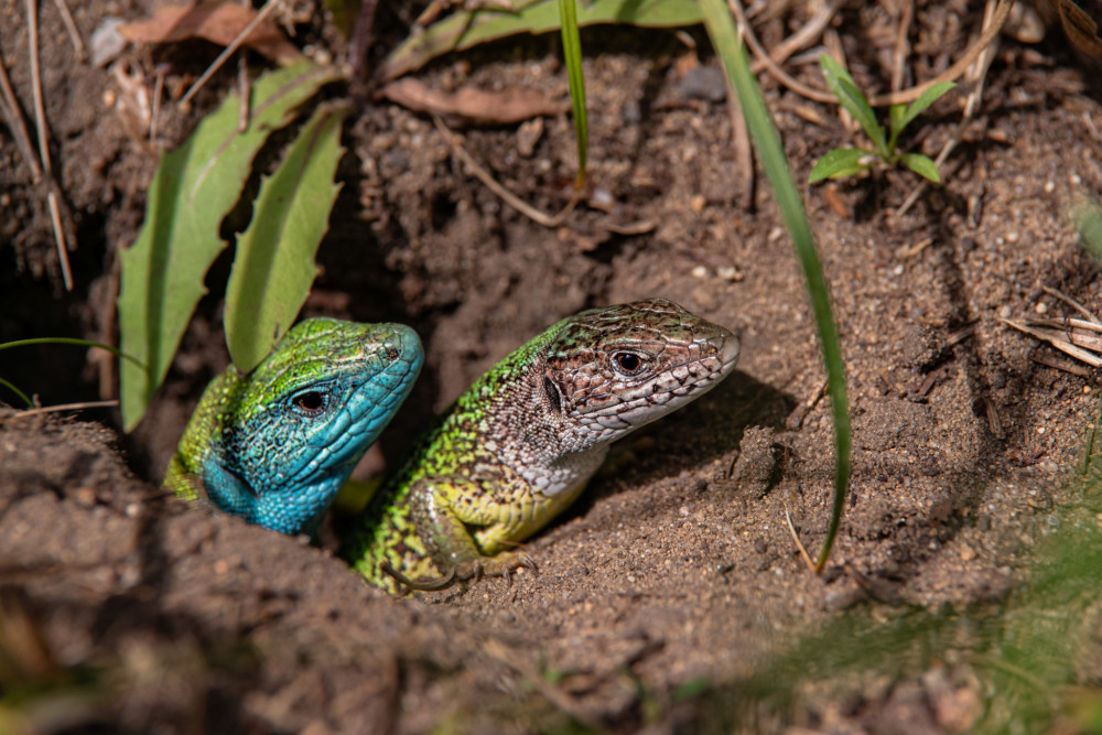 Pán a pani domáci - Lacerta viridis