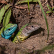 Pán a pani domáci - Lacerta viridis